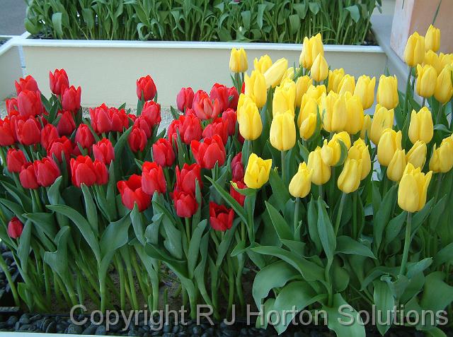 Tulips red and yellow